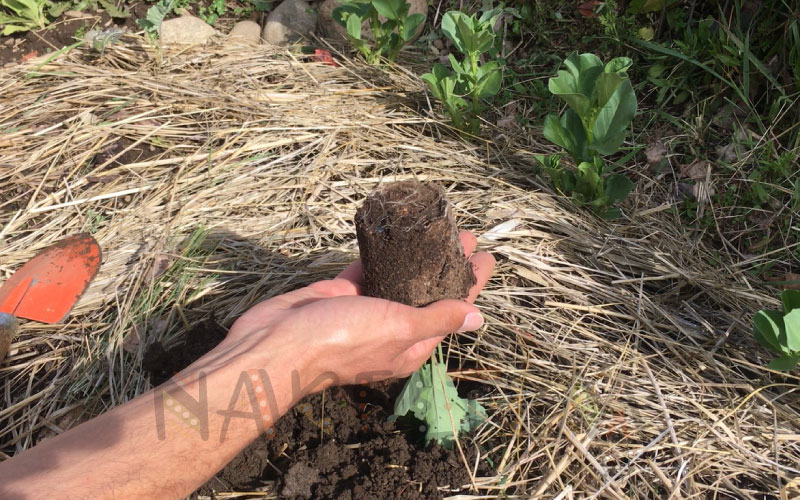 Transplante de Plantines